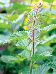 Atelier : Herbier d'hier et d'aujourd'hui