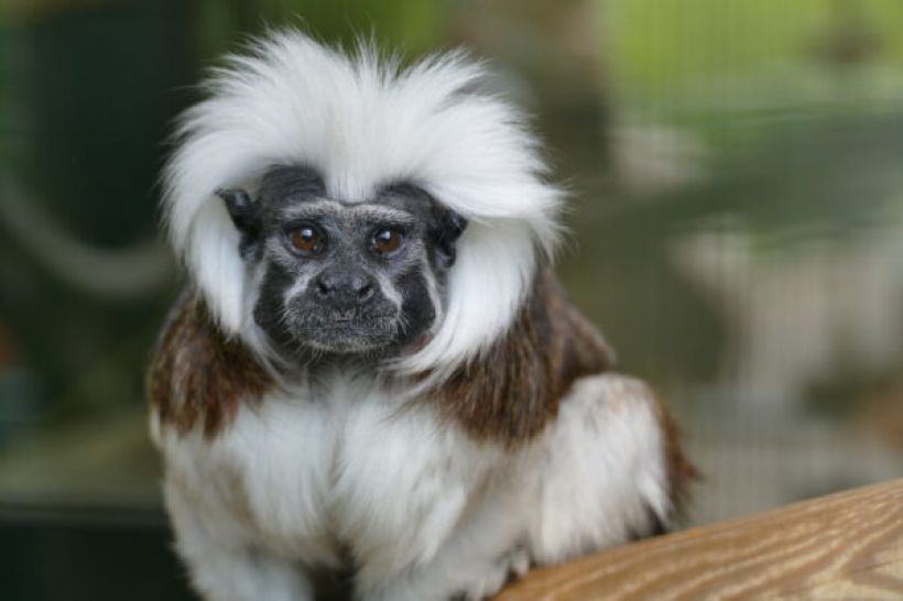 Rendez-vous avec les Tamarins Pinch�s