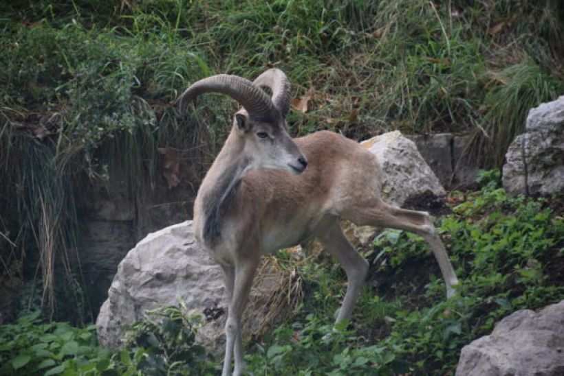 Rendez-vous avec les Urials de Boukara