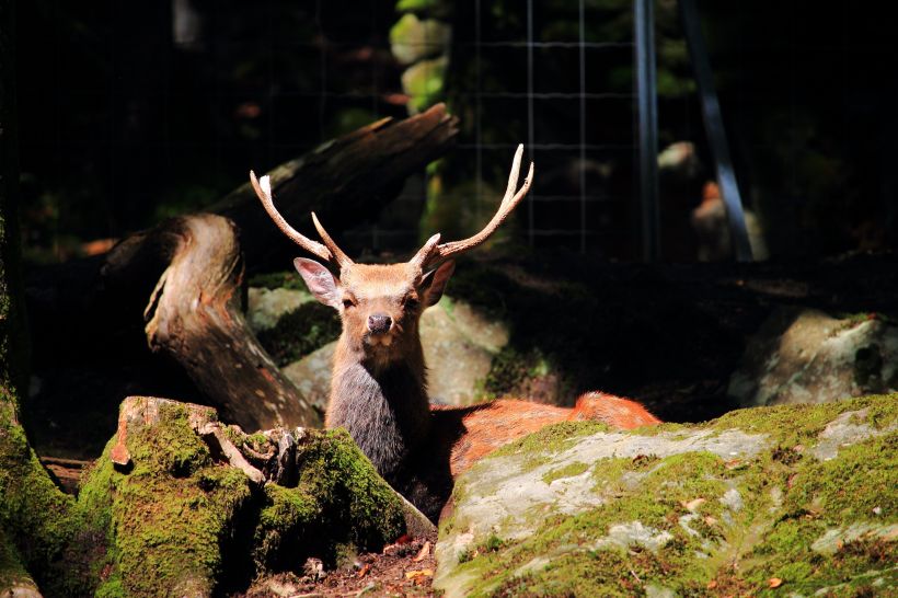 Visite : Les nocturnes du parc