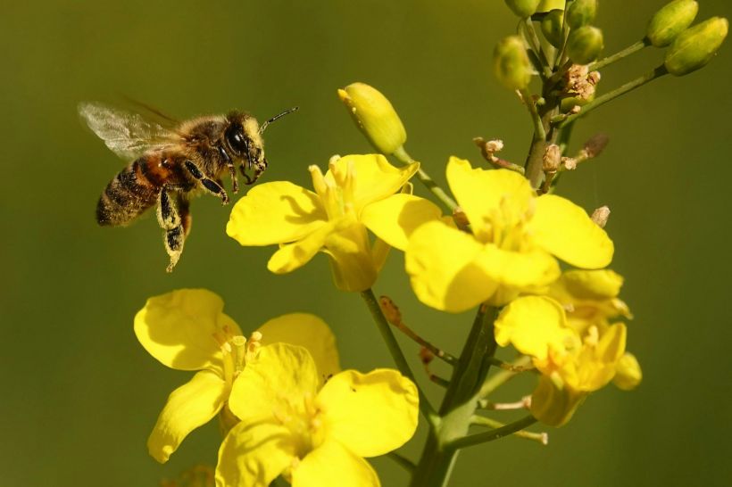 Visite : Le monde des abeilles