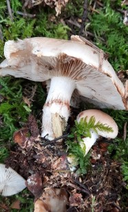 Sorties Mycologiques