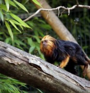 Rendez-vous avec les Tamarins Lion