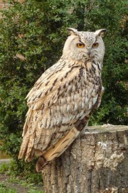 Rendez-vous avec le Hibou grand duc