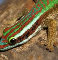Rendez-vous avec le L�zard vert de Manapany
