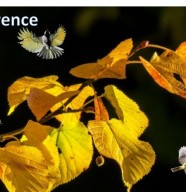 Conf�rence : Plantes et Sorcellerie