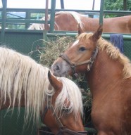 Concours du Cheval Comtois
