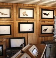 Galerie photos nature & animali�res