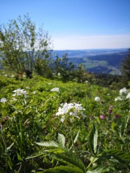 Sortie nature : d�couverte des plantes sauvages