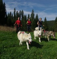 Initiation cani rando chiens de traineaux