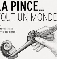 La pince... tout un monde !