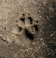 Sortie d�couverte - Sur les traces de la faune sauvage