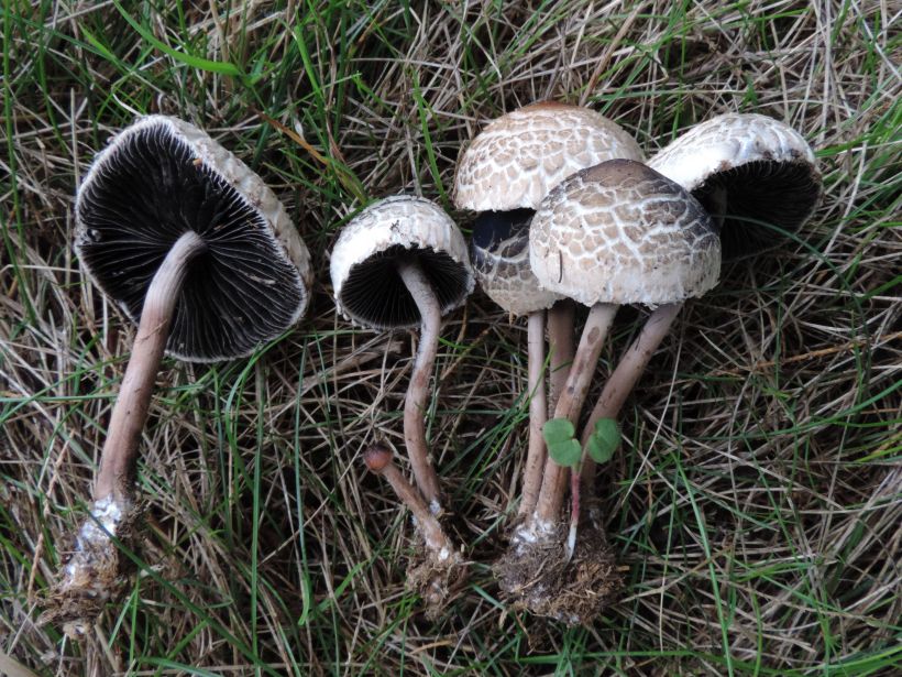 Exposition de champignons
