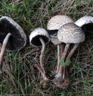 Exposition de champignons