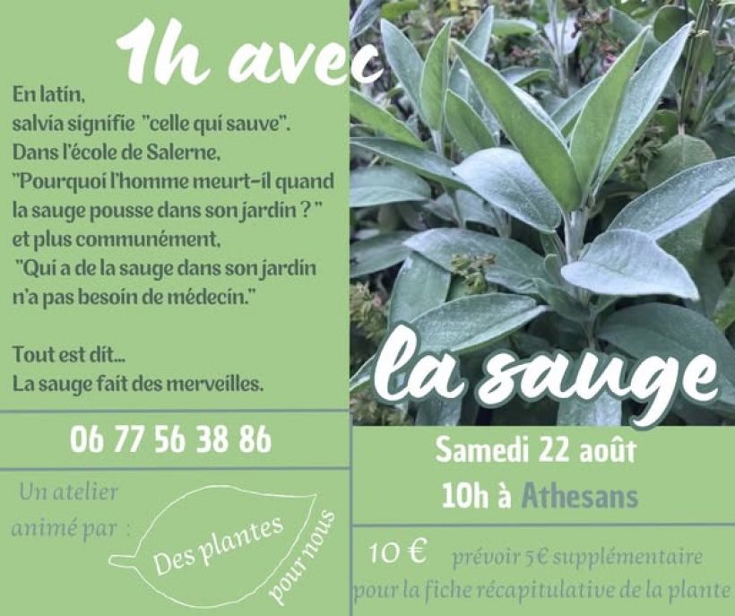 Atelier : La sauge