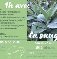 Atelier : La sauge