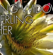 Young Widows + Aicher + Mayerling