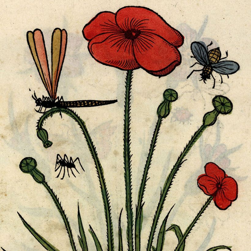 1 heure / 1 livre : Un �tonnant recueil de gravures du XVIe si�cle