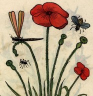 1 heure / 1 livre : Un �tonnant recueil de gravures du XVIe si�cle