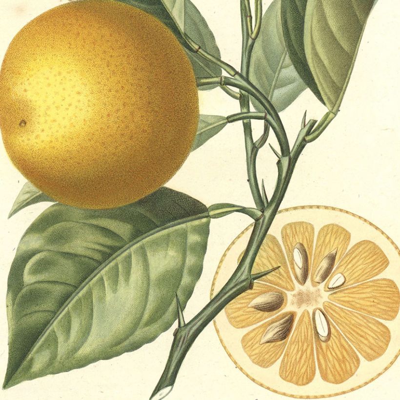 1 heure / 1 livre : Histoire naturelle des orangers