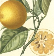 1 heure / 1 livre : Histoire naturelle des orangers