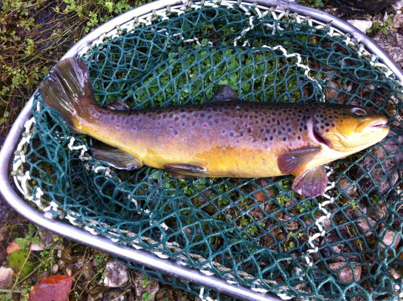 Pisciculture du Moulin de Pierre