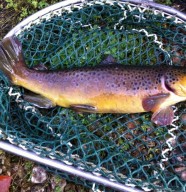 Pisciculture du Moulin de Pierre
