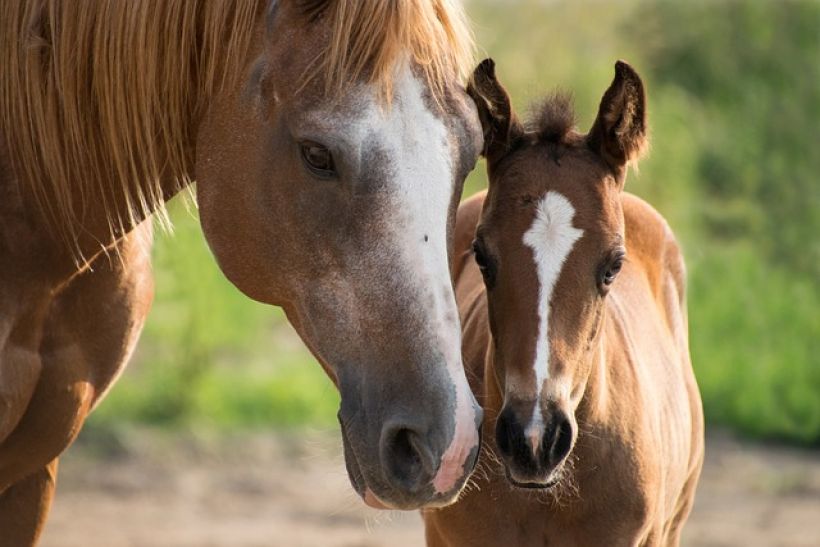 Randonn�es � cheval