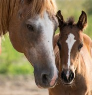 Randonn�es � cheval