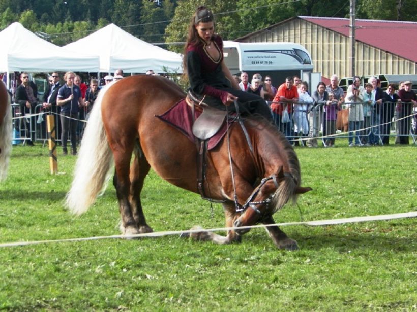 Concours National du Cheval de Trait comtois