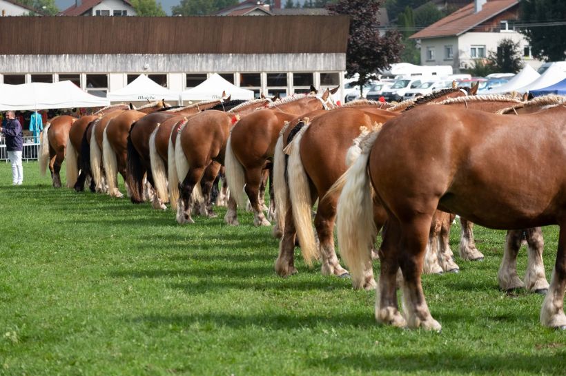 Concours National du Cheval de Trait comtois
