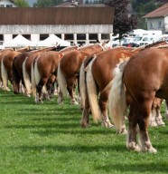 Concours National du Cheval de Trait comtois