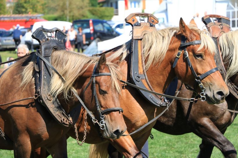 Concours Cantonal du Cheval Comtois