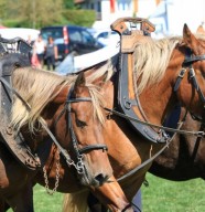 Concours Cantonal du Cheval Comtois