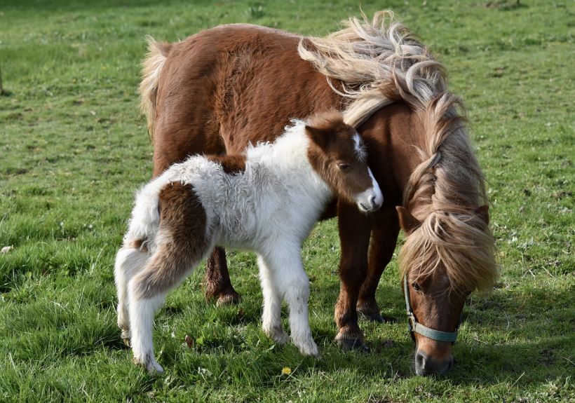 Balade en main poney