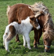 Balade en main poney