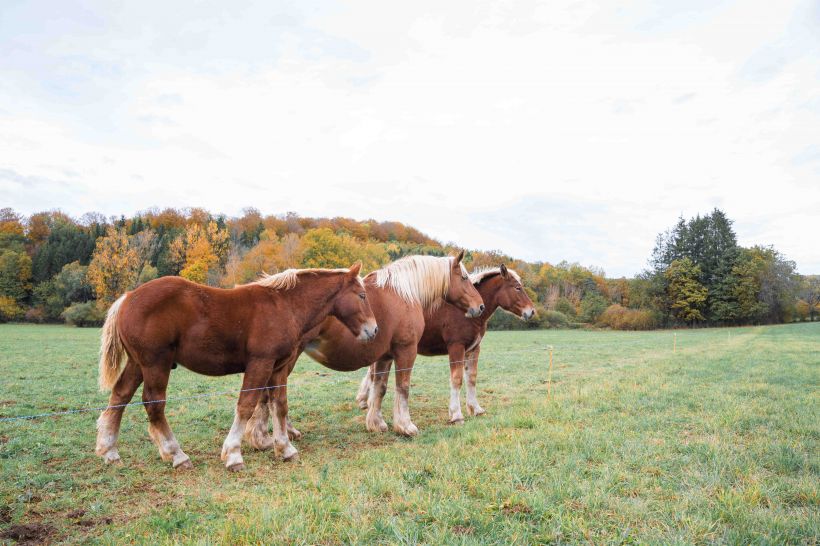 Concours Cheval de Trait Comtois