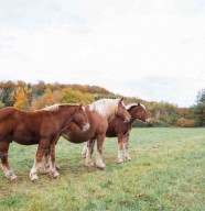 Concours Cheval de Trait Comtois