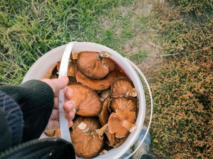 Mycologie