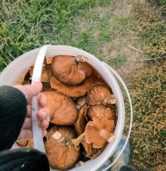 Mycologie