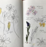 Balade botanique dessinée