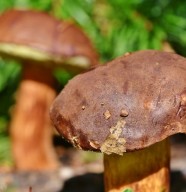 Exposition de champignons