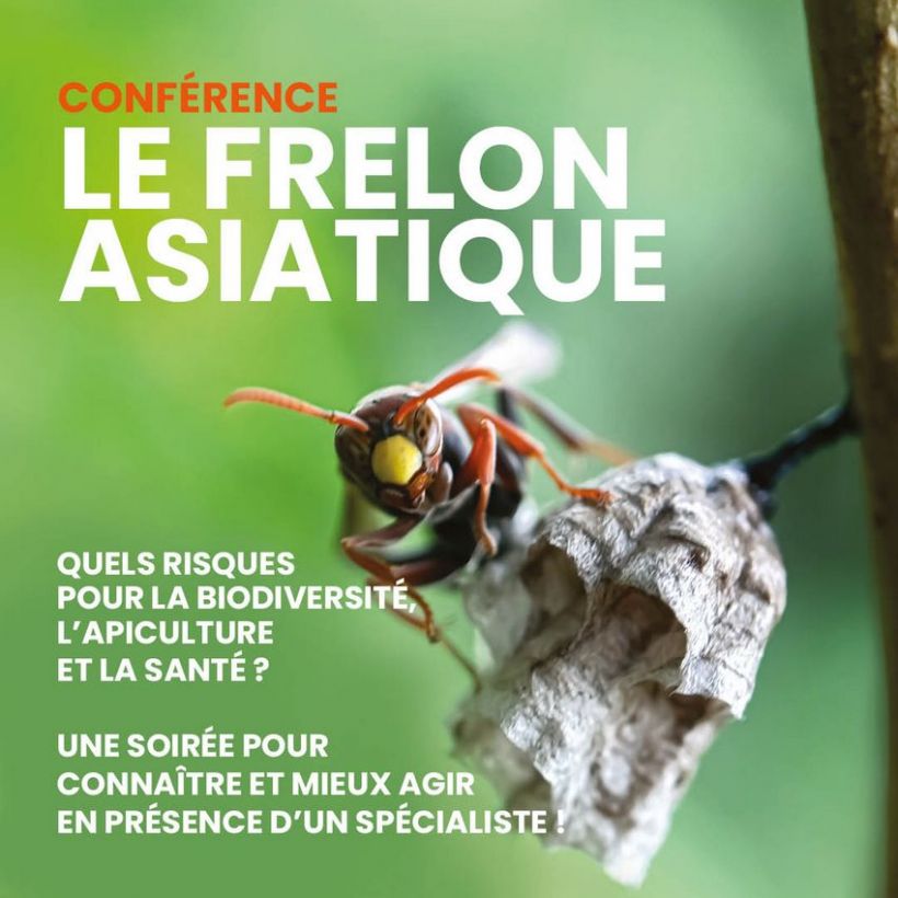 Conf�rence sur le frelon asiatique
