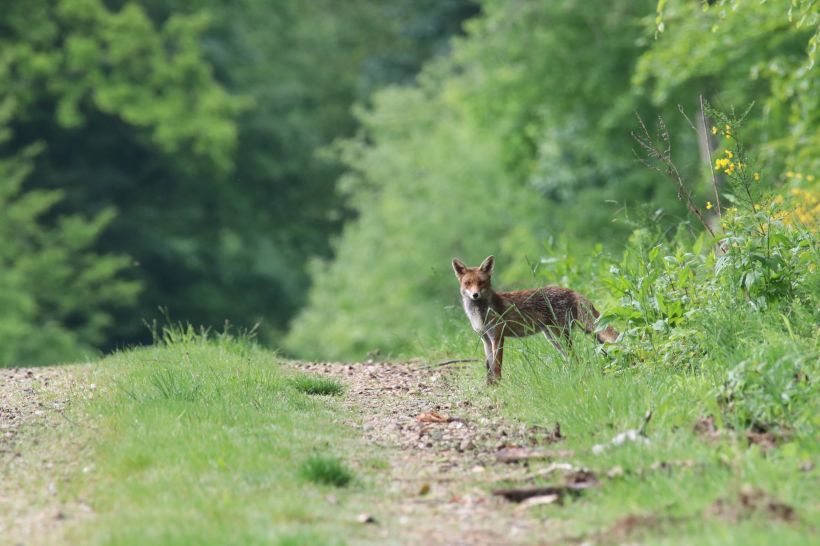 Promenade sur les traces et indices de la faune sauvage