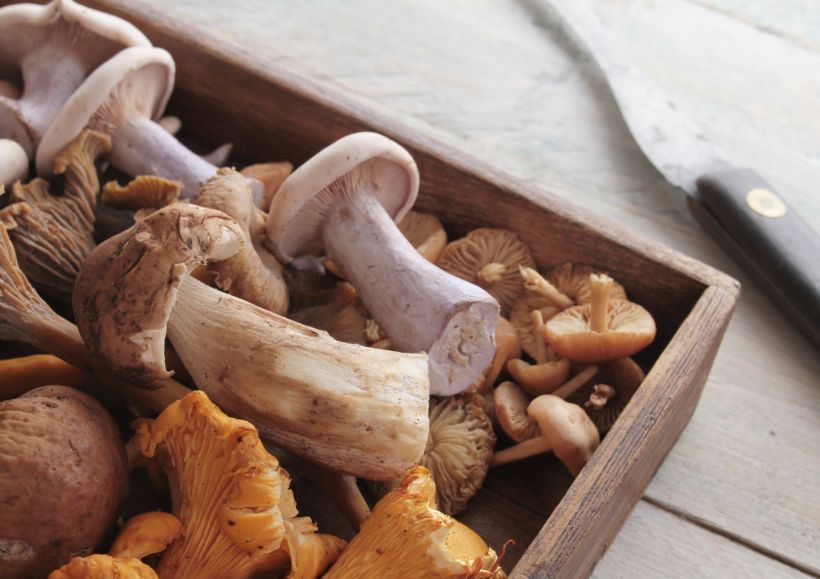 Exposition sur les champignons
