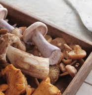 Exposition sur les champignons
