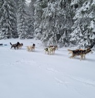 Balade nocturne chiens de traineaux et repas