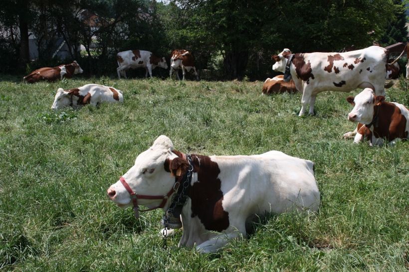 Super comice agricole