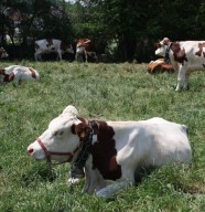 Super comice agricole