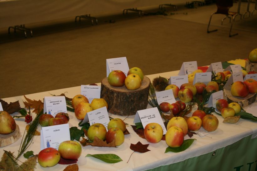 exposition de fruits
